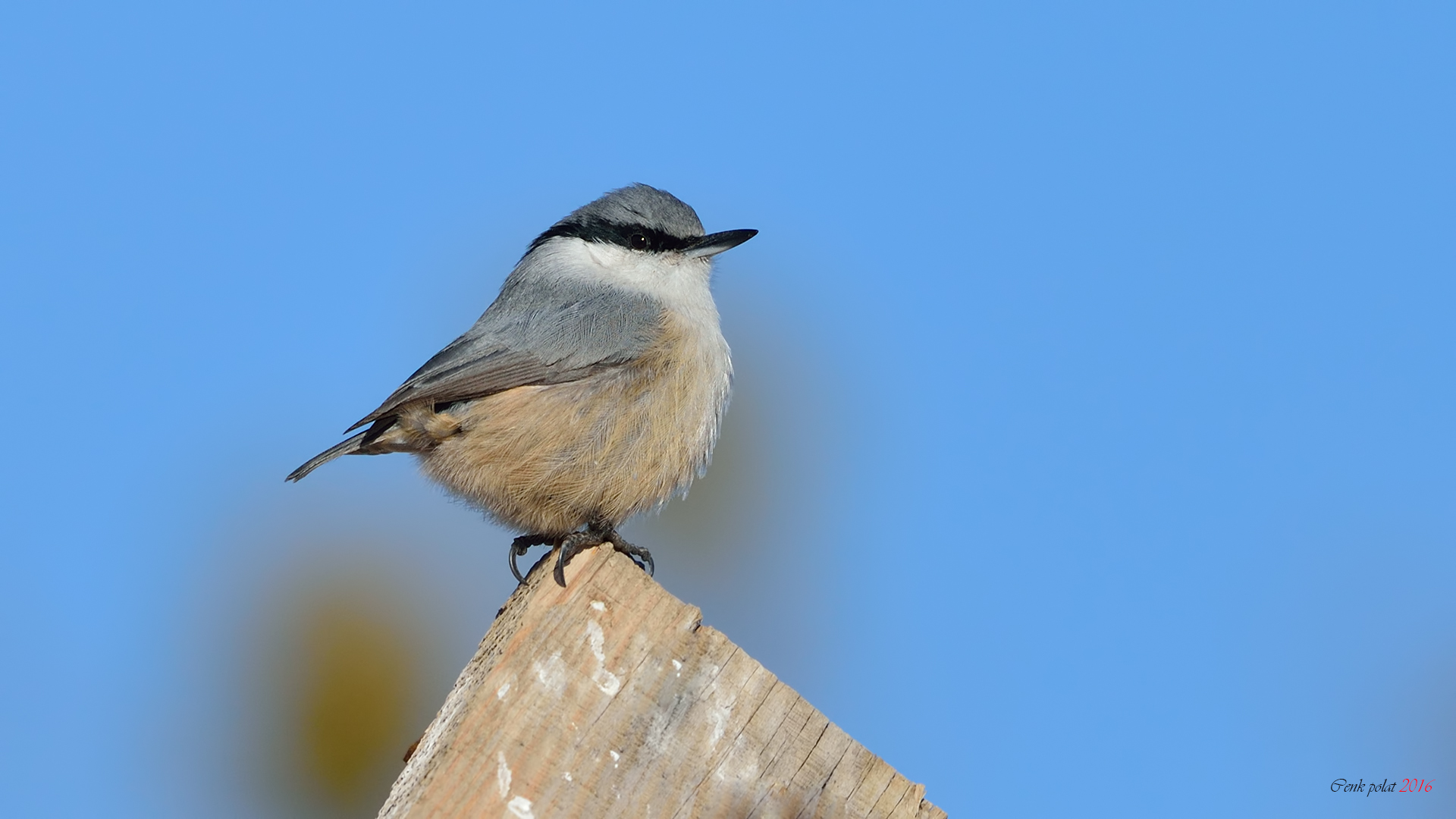 Western Rock Nuthatch